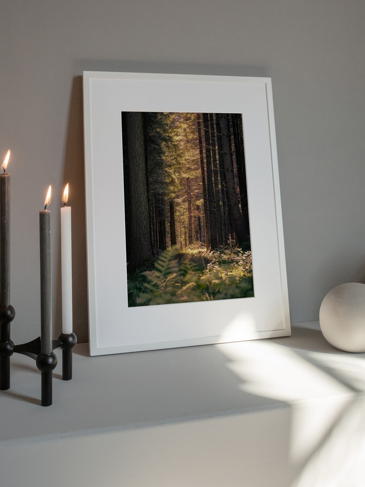 Sunbeams in the forest