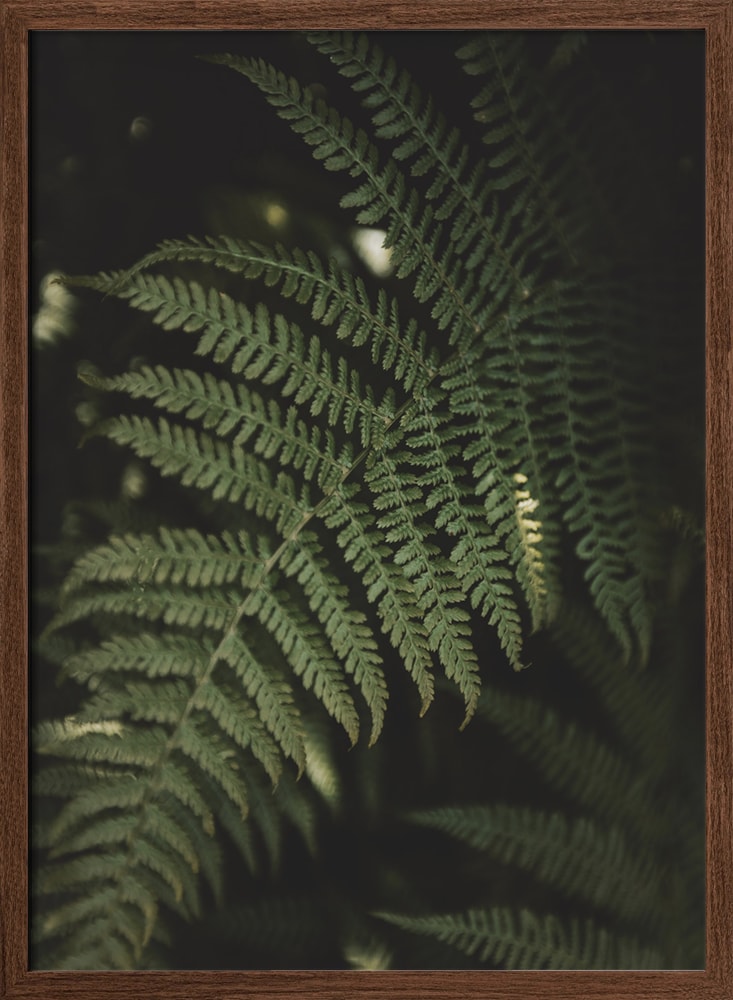Lush Forest Fern
