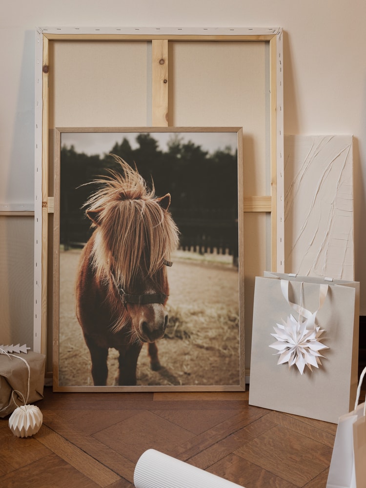 Adorable Shaggy Pony