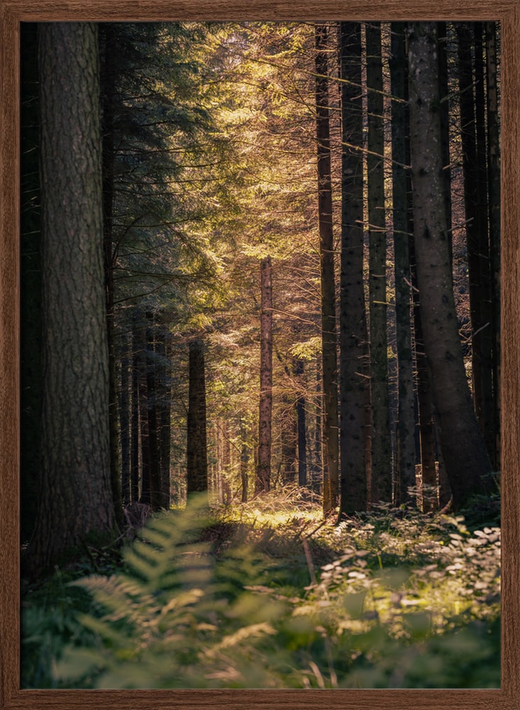 Sunbeams in the forest