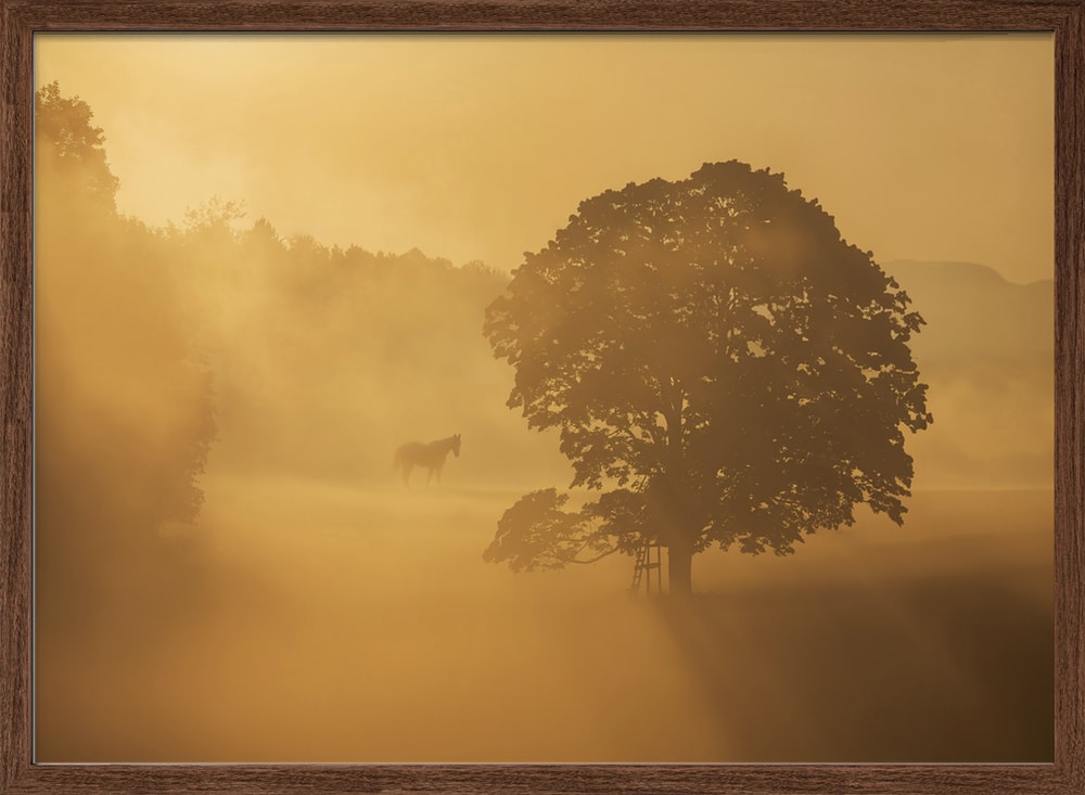 Golden Morning Mist