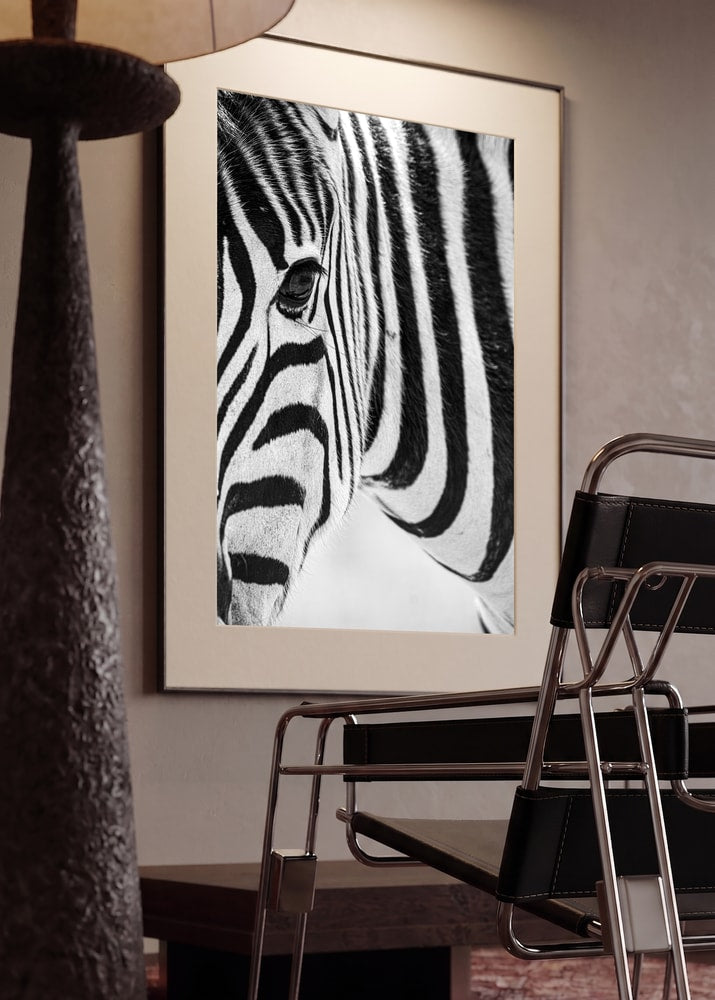 Black And White Zebra