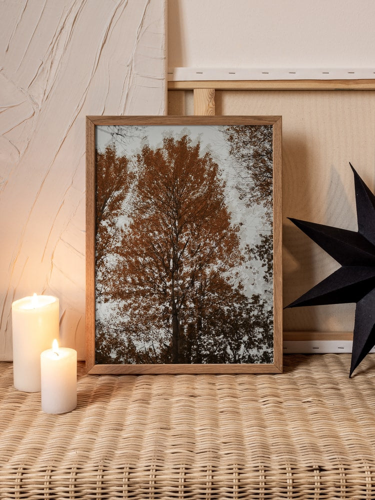 Autumn Tree Canopy