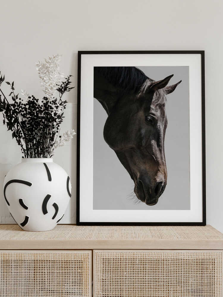 Gentle Equine Gaze