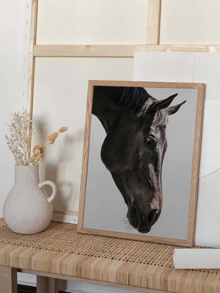 Gentle Equine Gaze
