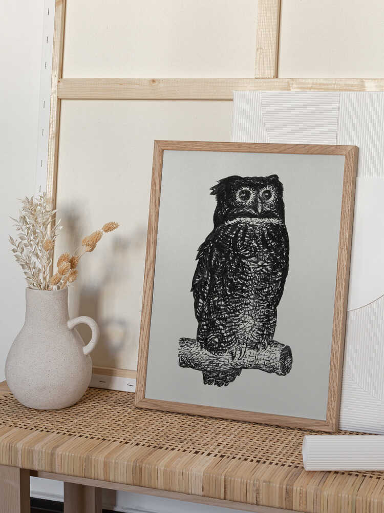 Owl