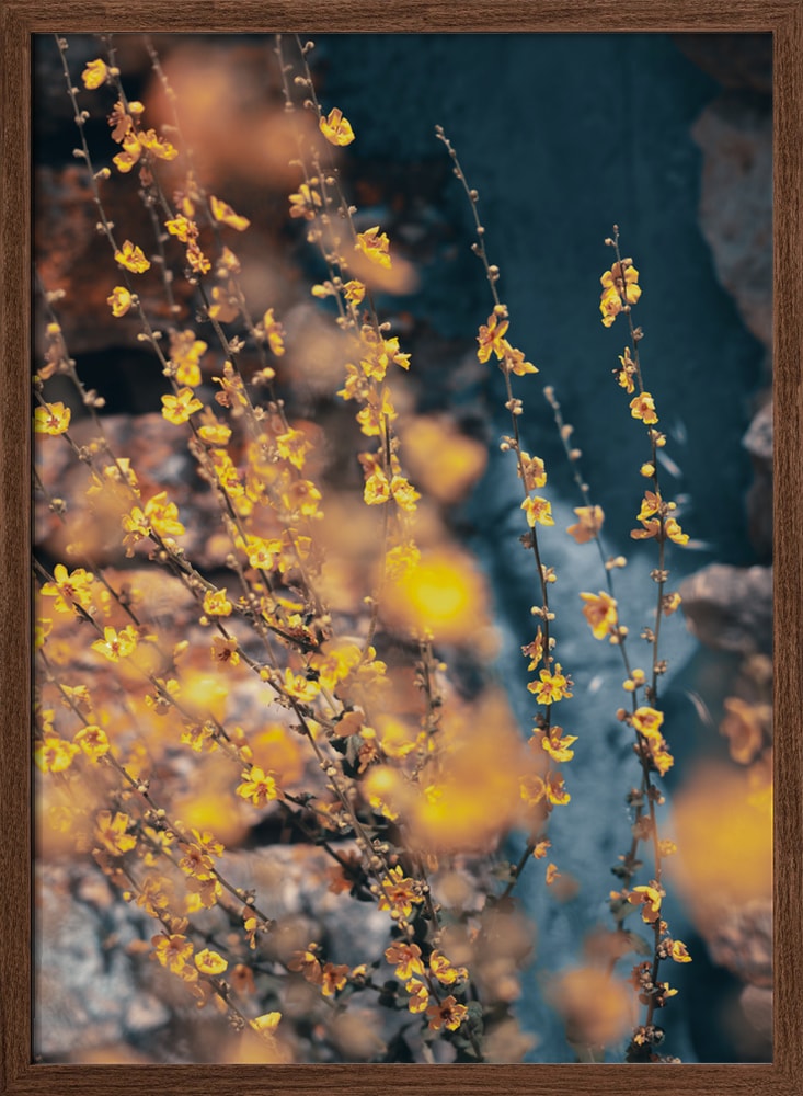 Soft Yellow Blossoms