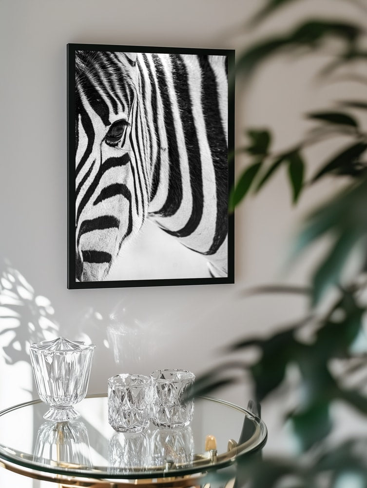 Black And White Zebra