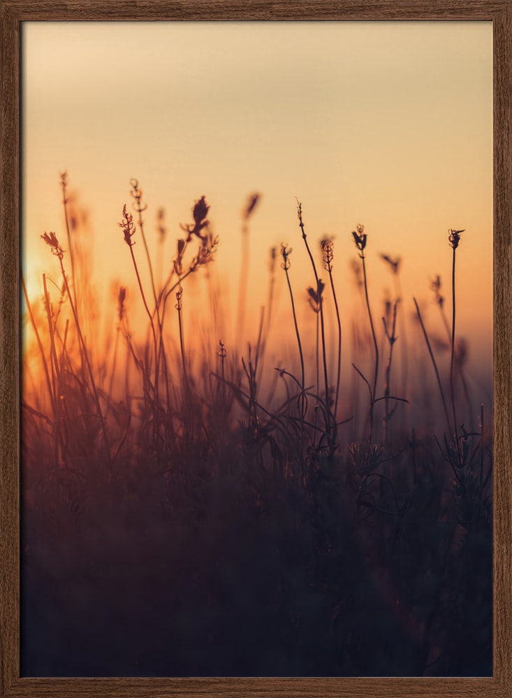 Golden Hour Field