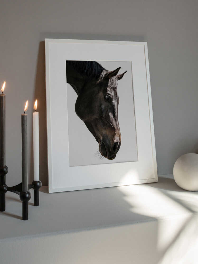 Gentle Equine Gaze