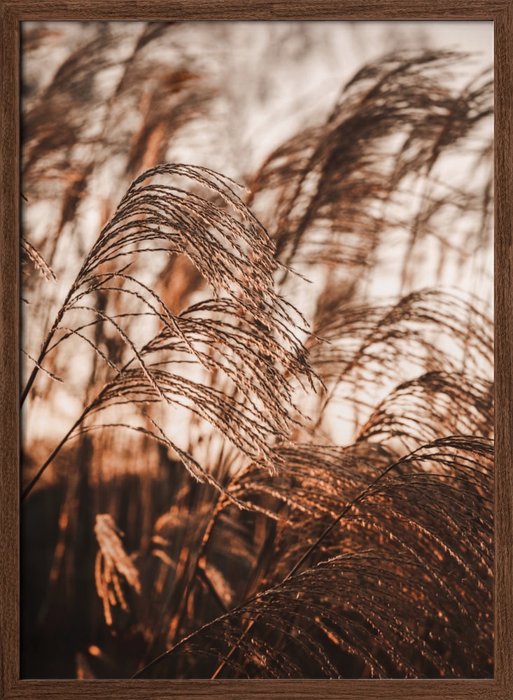 Swaying Pampas Grass