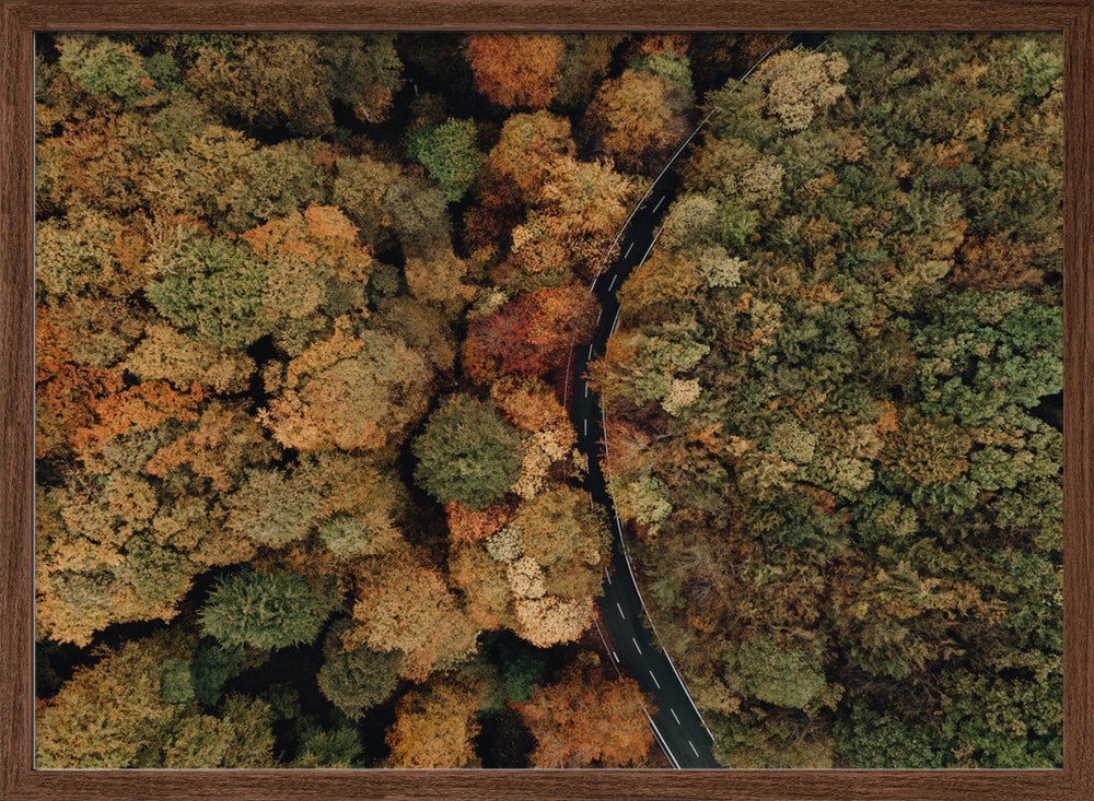 Winding Forest Road