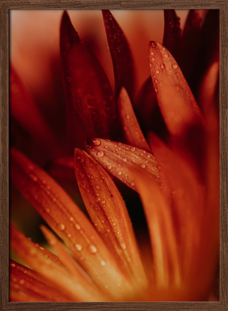 Dew Kissed Orange Petals