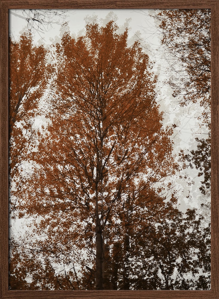 Autumn Tree Canopy
