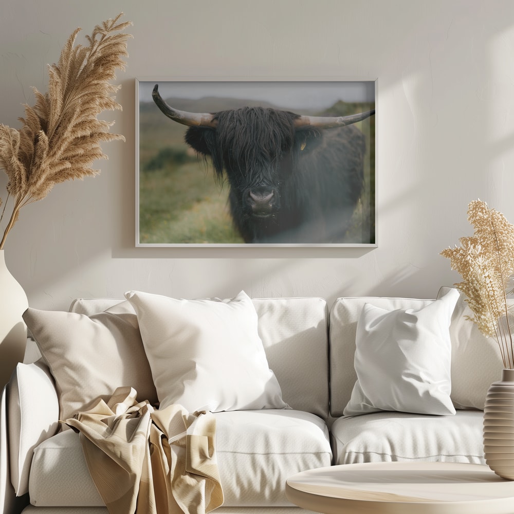 Shaggy Highland Cow