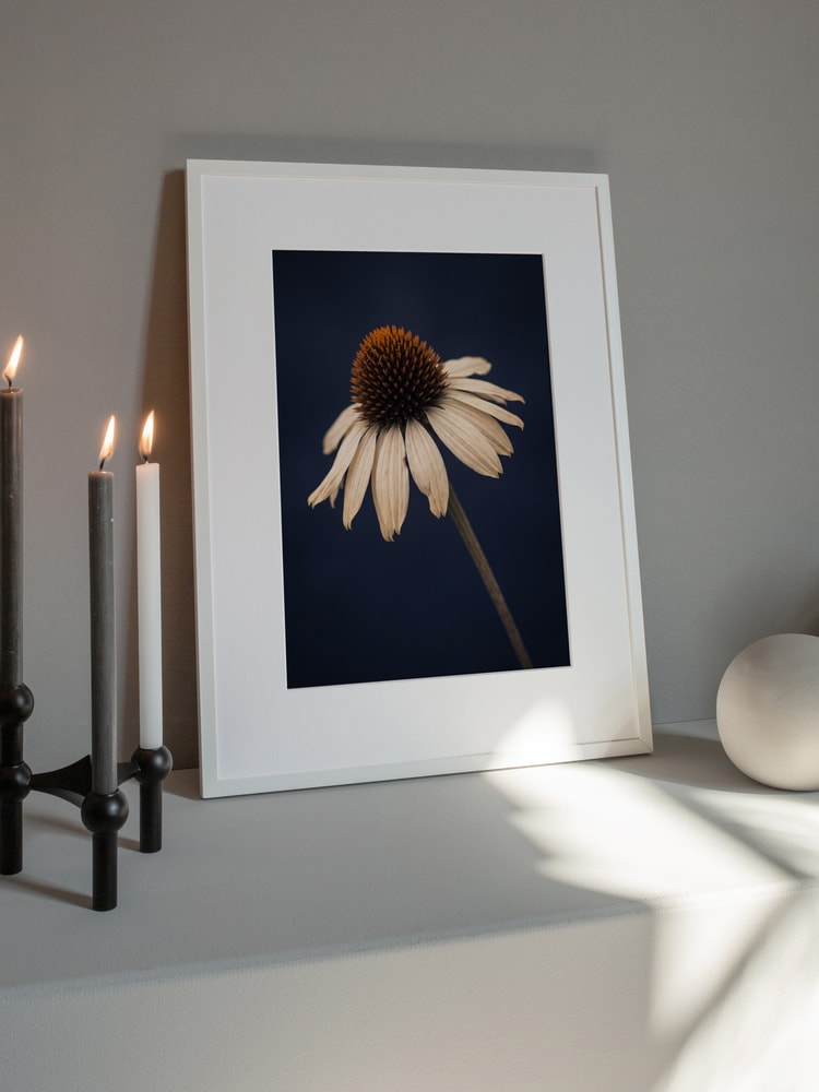 Elegant White Coneflower