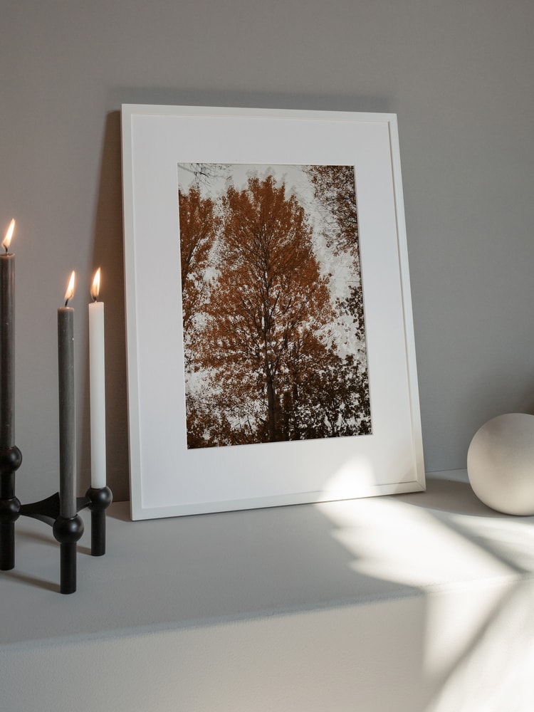 Autumn Tree Canopy