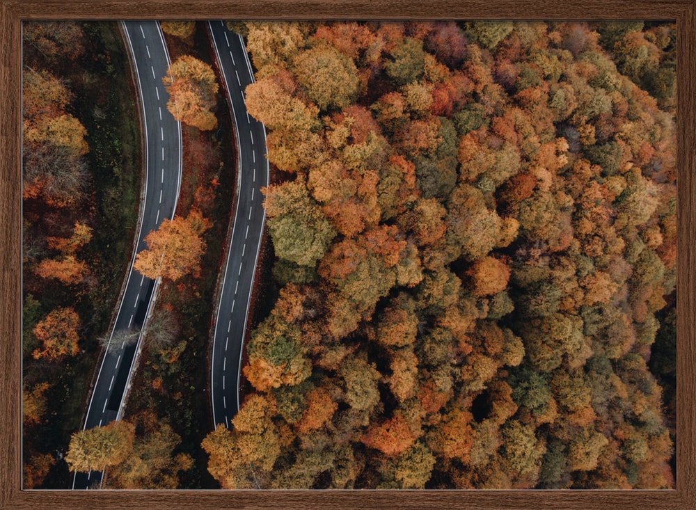 Winding Autumn Forest Roads