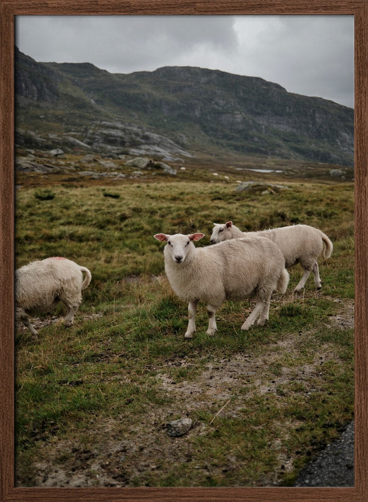 Sheep in Mountain Landscape