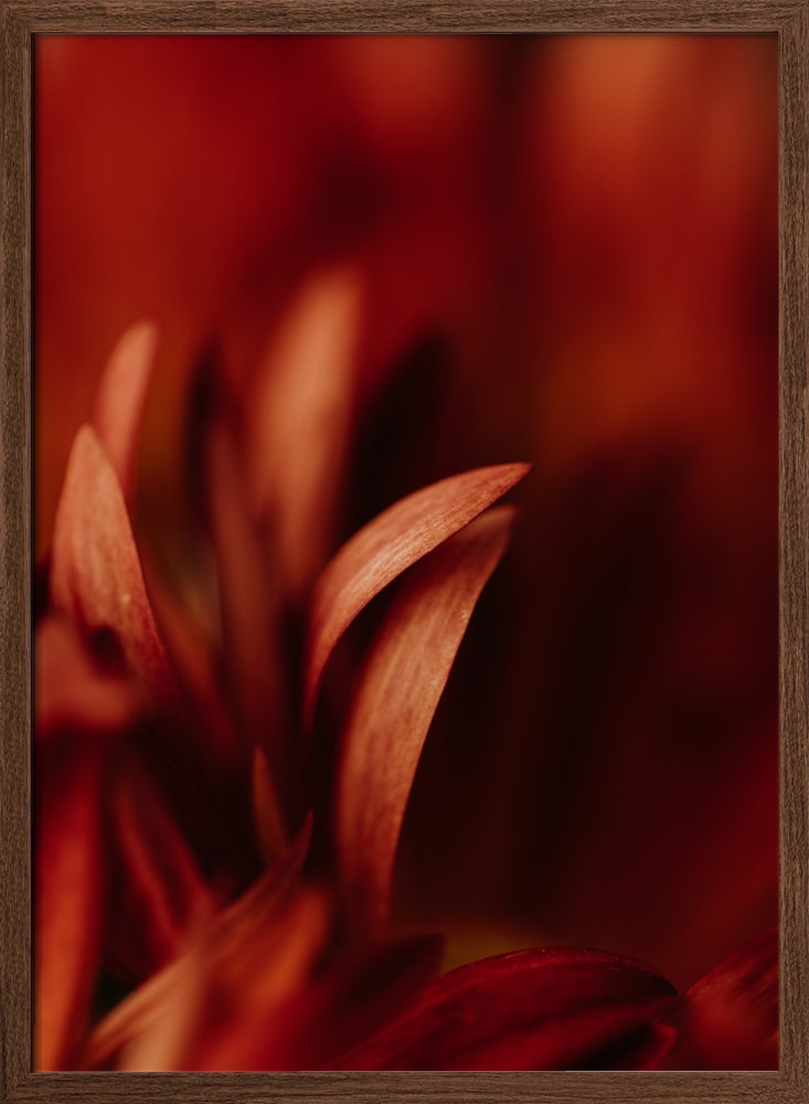 Soft Orange Petals