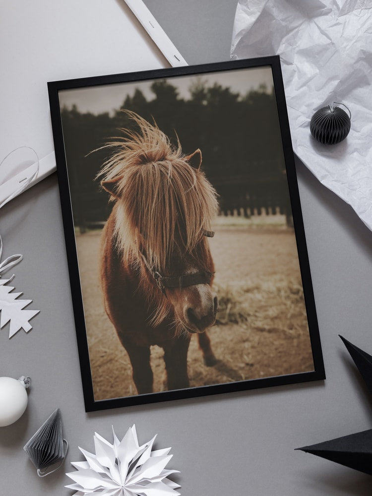 Adorable Shaggy Pony