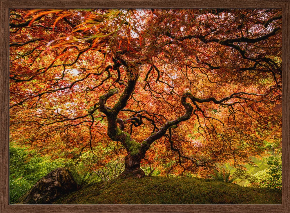 Autumn Maple Glow