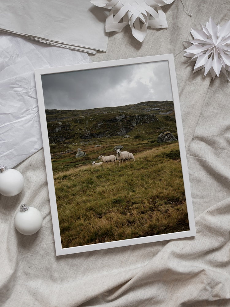 Three Sheep Highlands