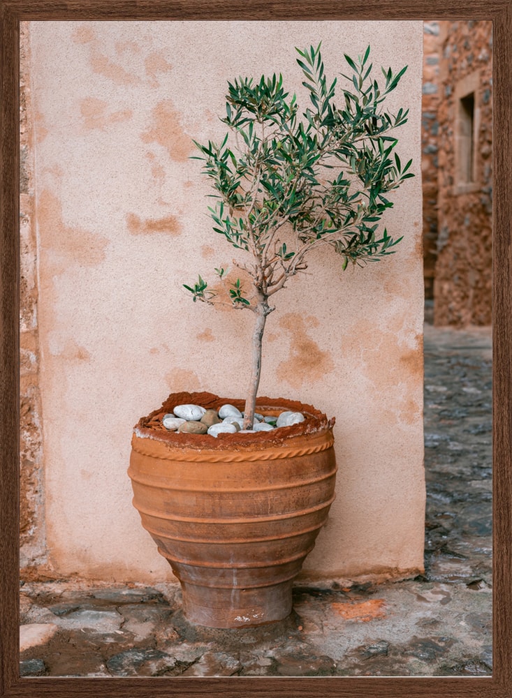 Rustic Potted Olive Tree