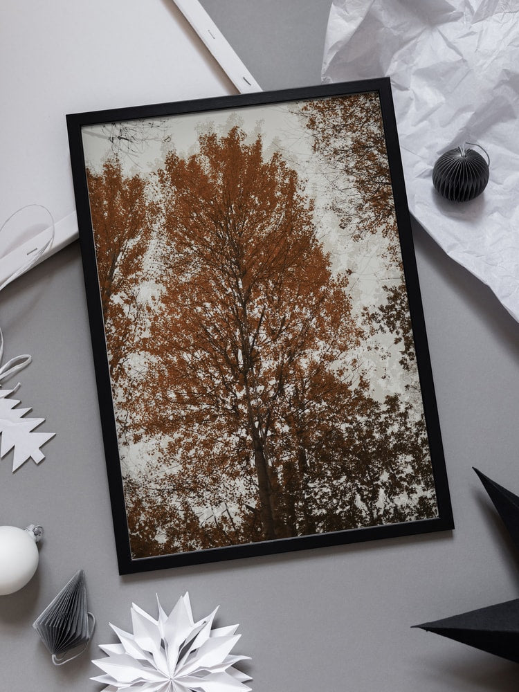 Autumn Tree Canopy