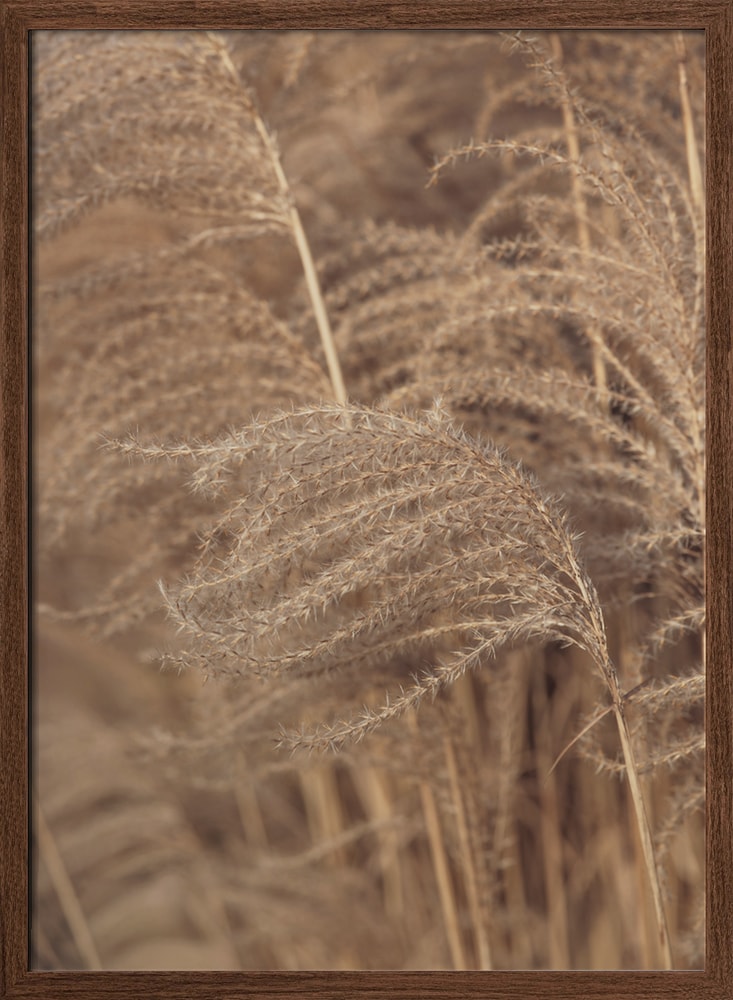 Soft Pampas Grass