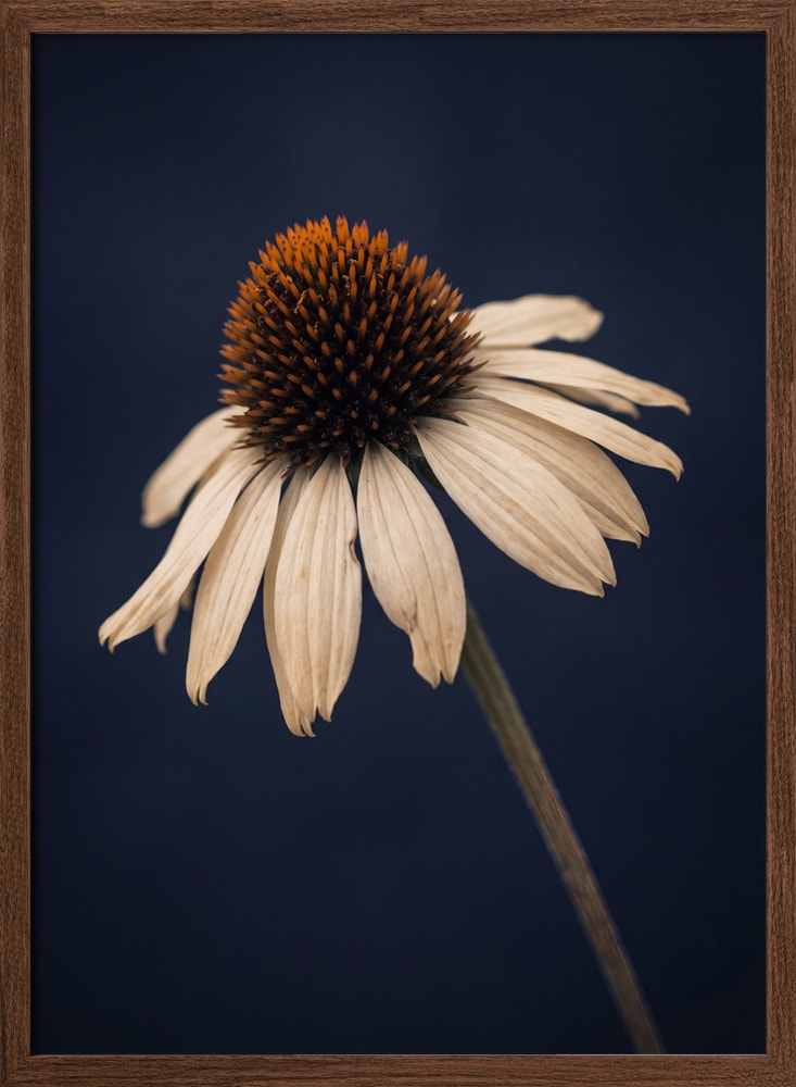 Elegant White Coneflower