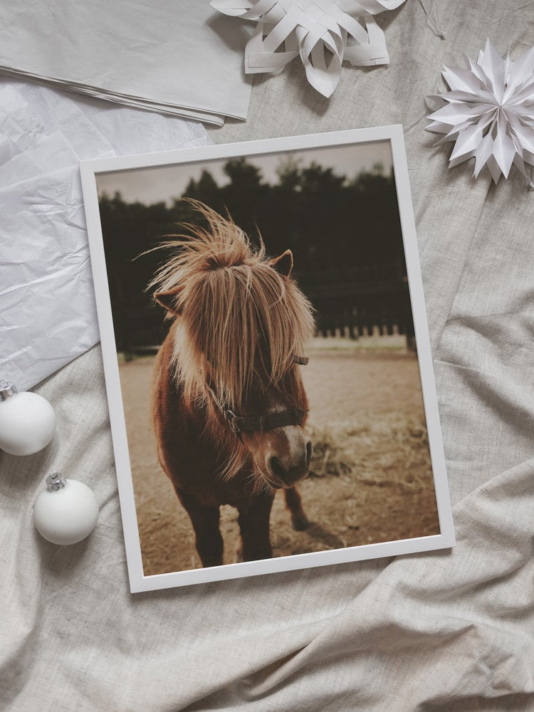 Adorable Shaggy Pony
