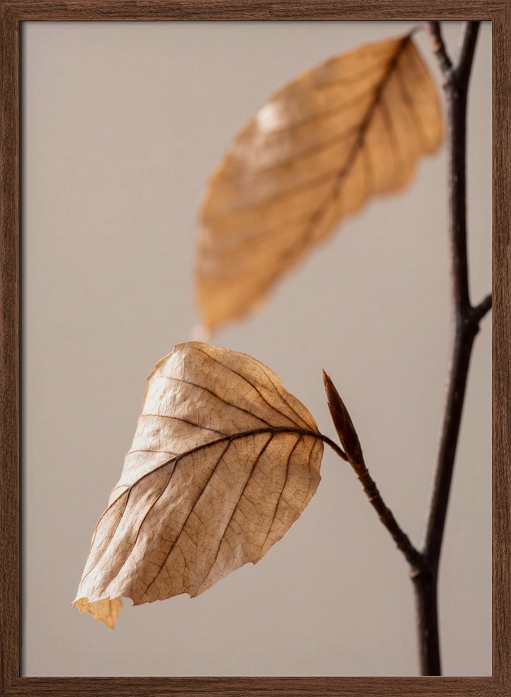 Autumn Dried Leaves