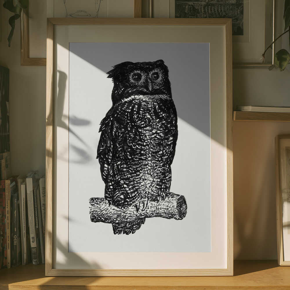 Owl