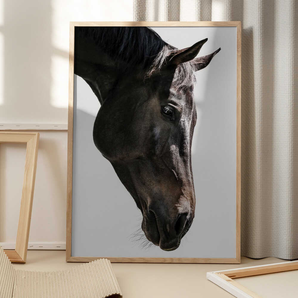 Gentle Equine Gaze