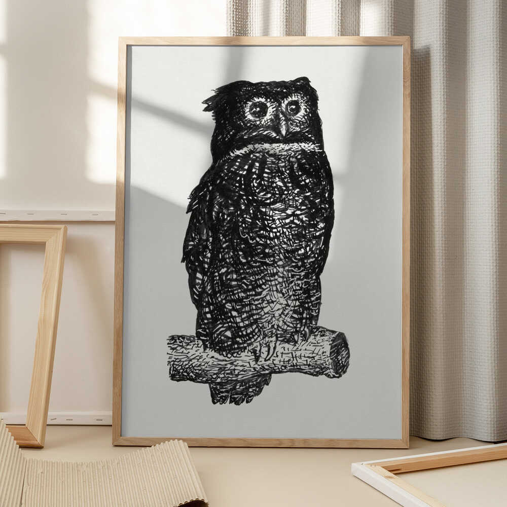 Owl