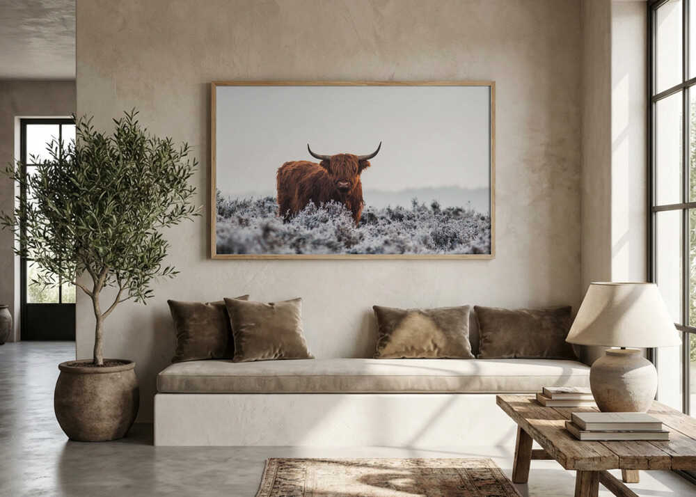 Highland cow i frostigt landskap