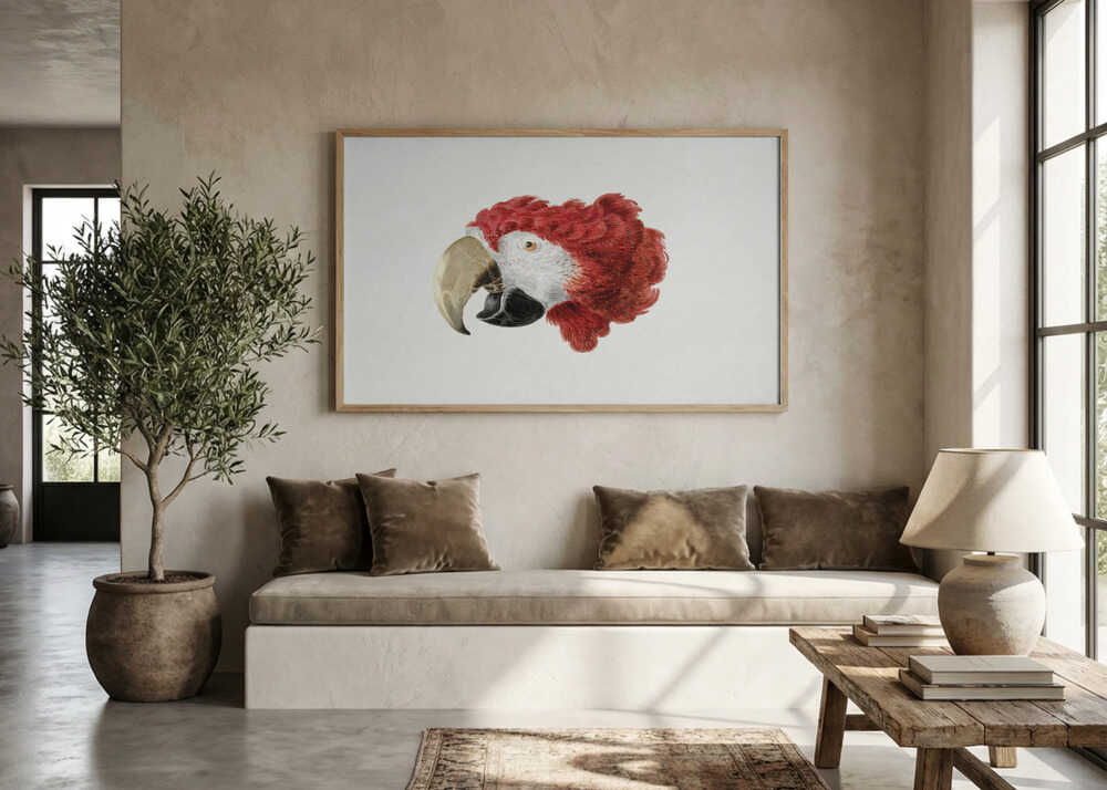 Macaw