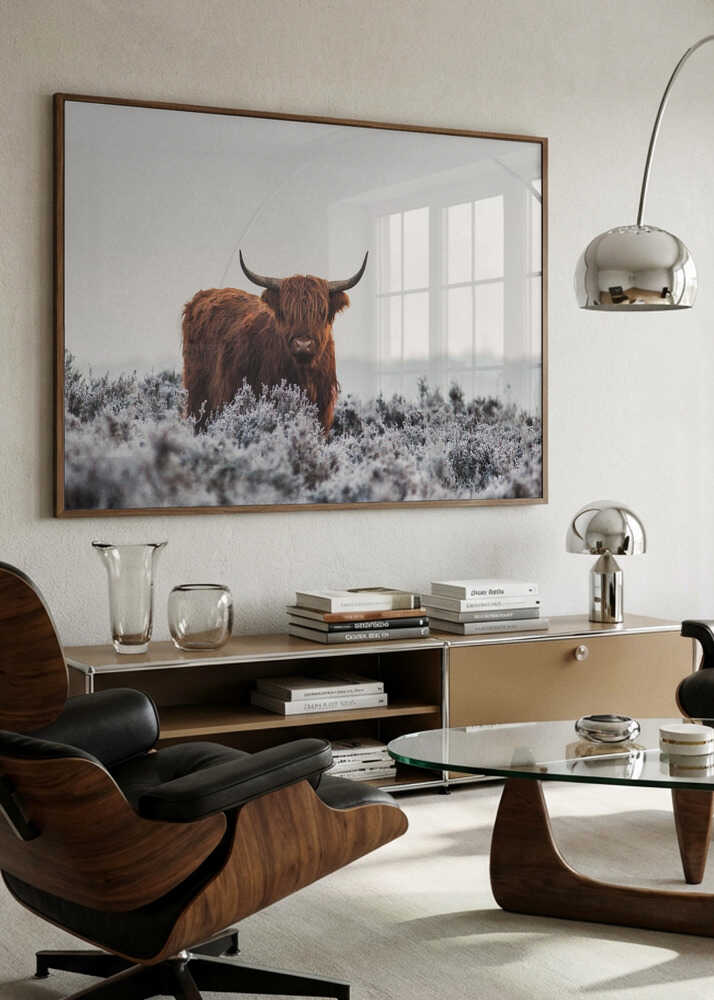 Highland cow i frostigt landskap