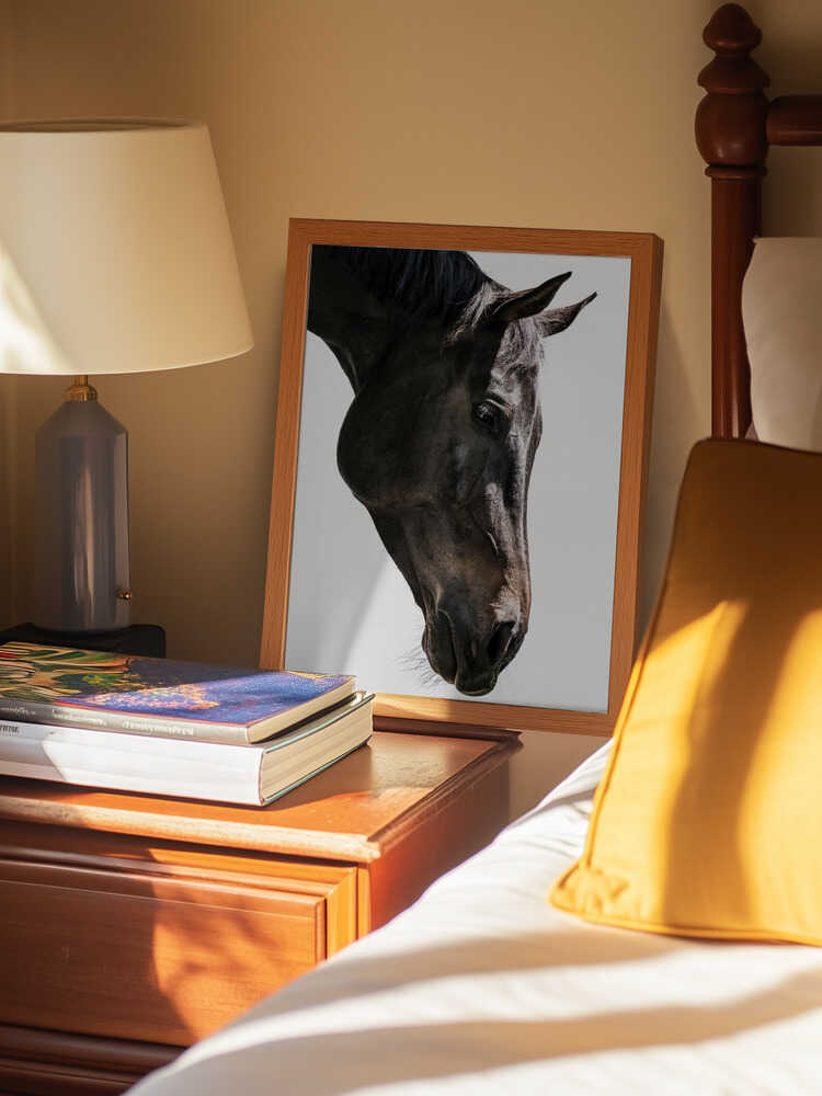 Gentle Equine Gaze