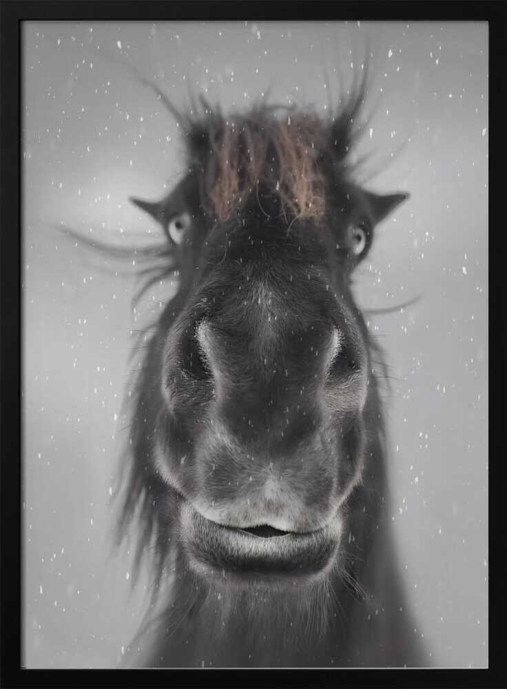 Shaggy Snow Horse