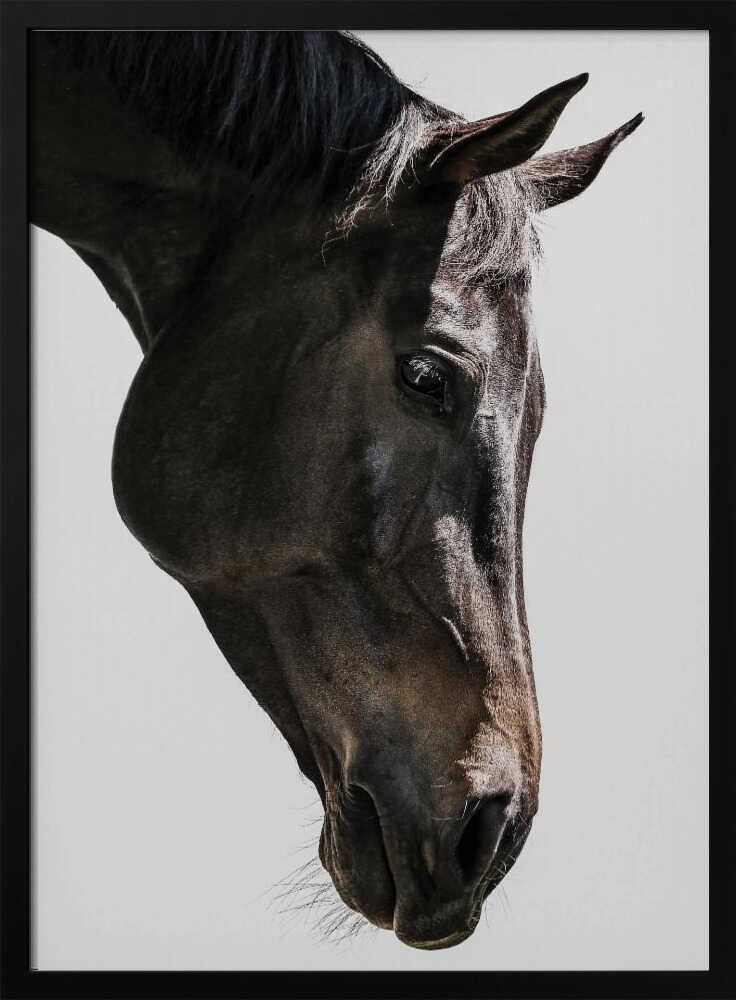 Gentle Equine Gaze