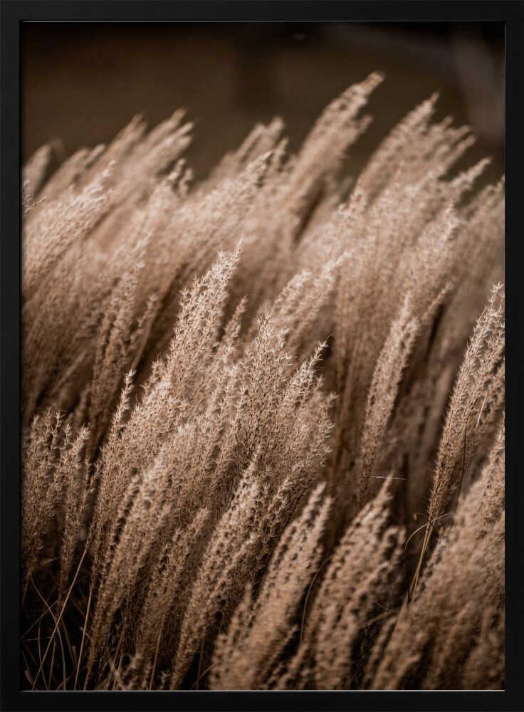 Grass