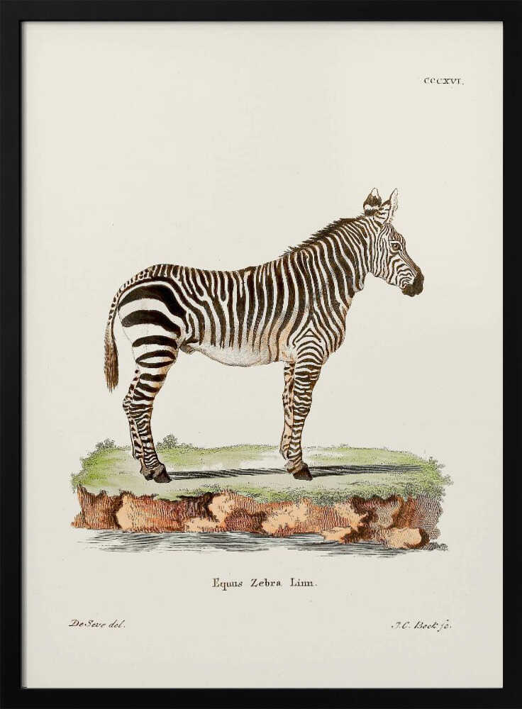 Zebra From Die Säugthiere (1778 1855) By Johann Christian Daniel Von Schreber.