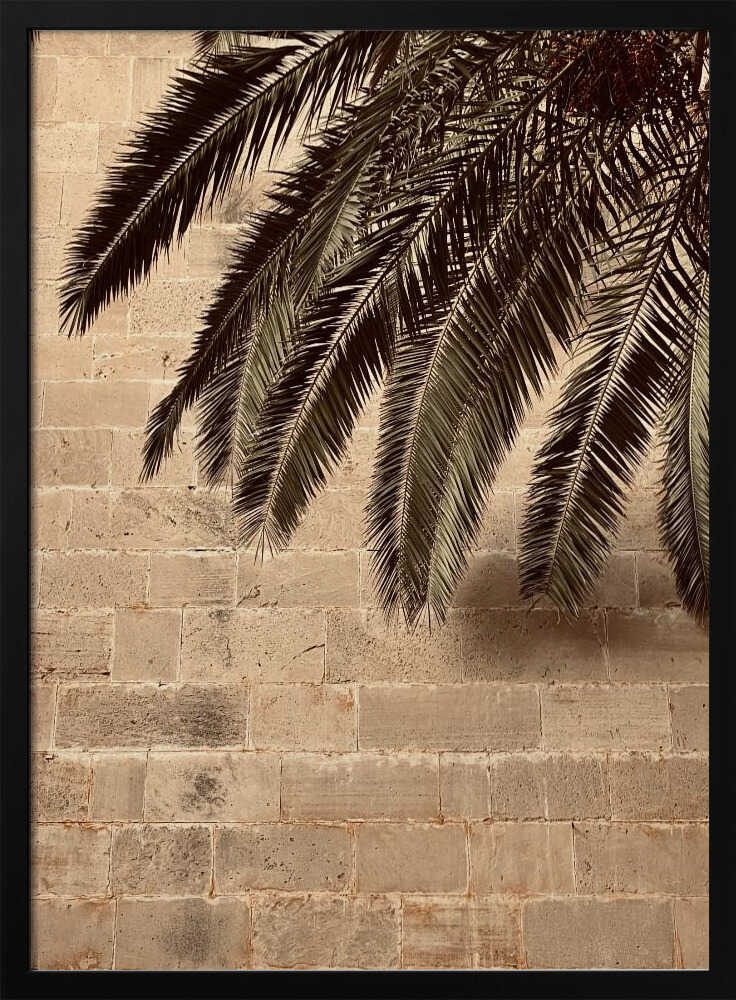 Palm Shadow on Stone