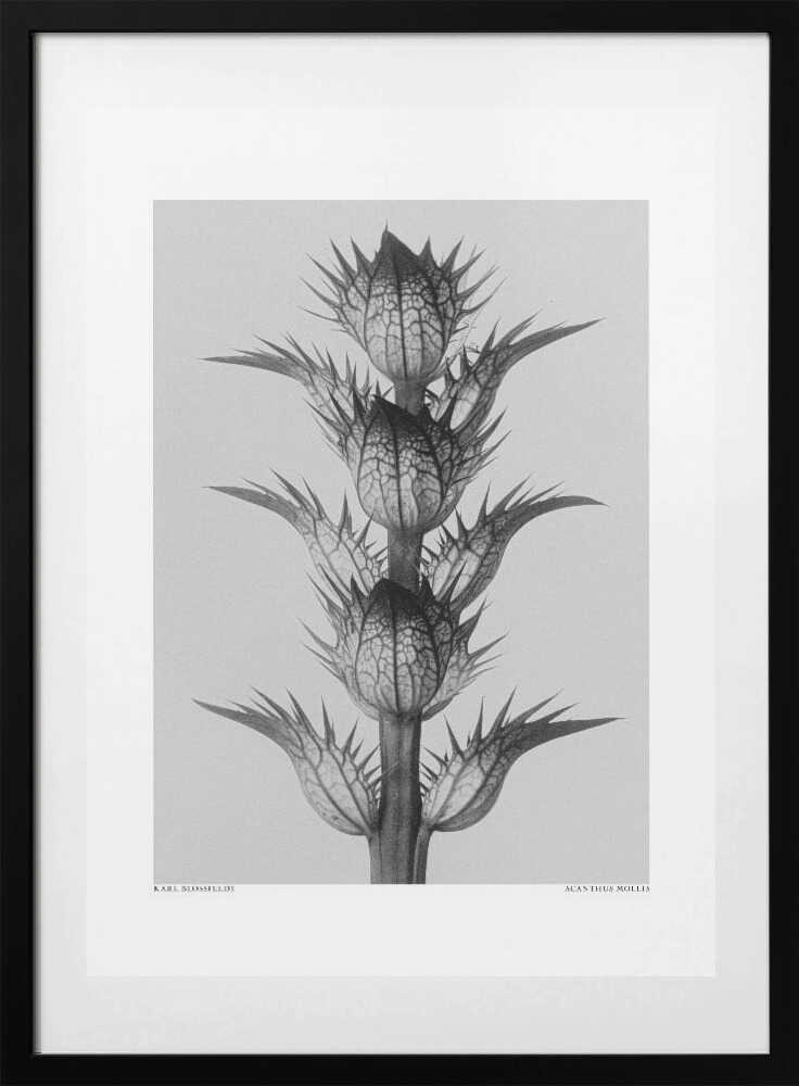 Acanthus mollis