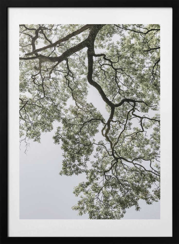 Ethereal Canopy