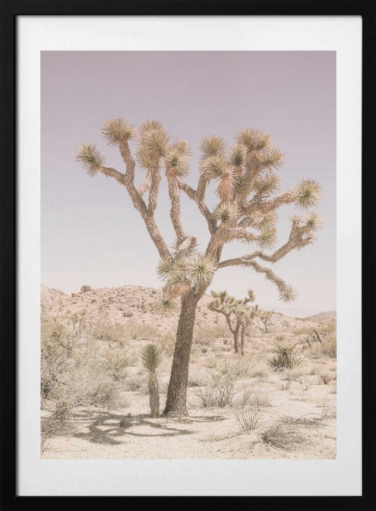 Desert Serenity