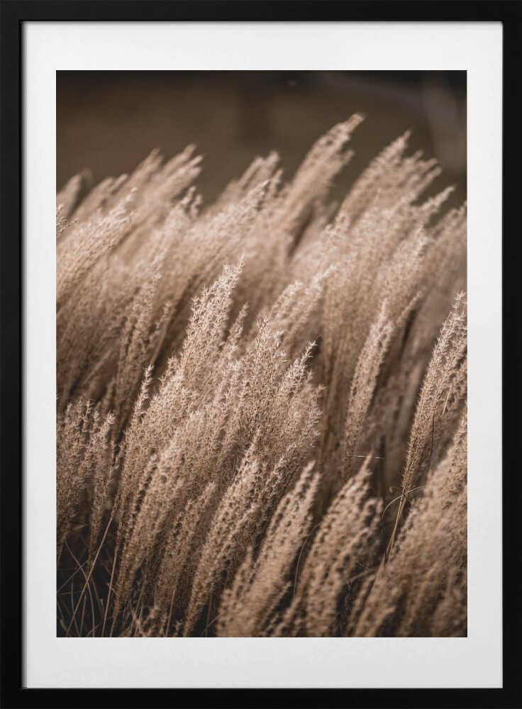 Grass