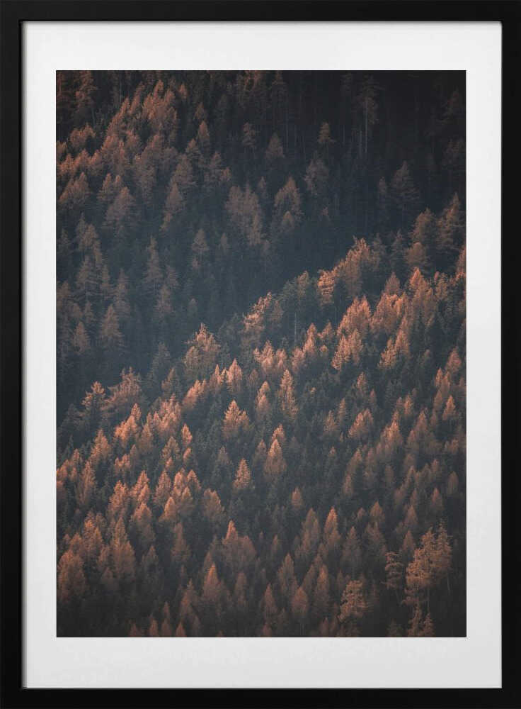 Höstskogen